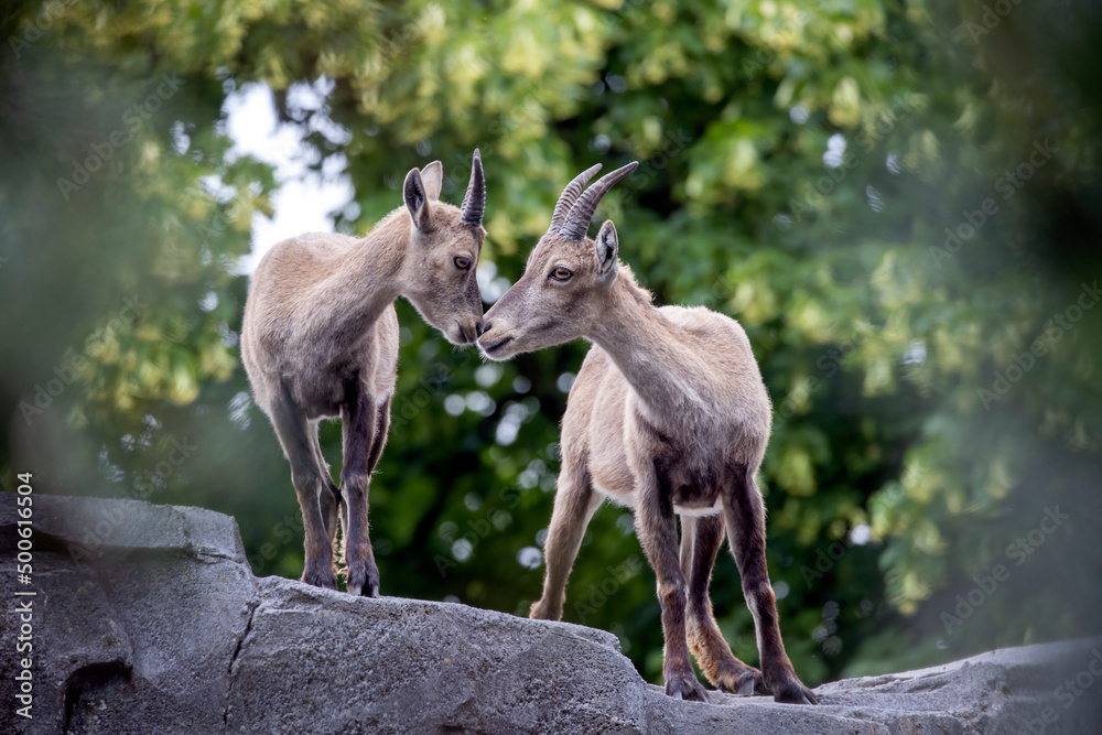 Alpine ibex (Capra ibex) mother with child Alpine ibex (Capra ibex) mother with child