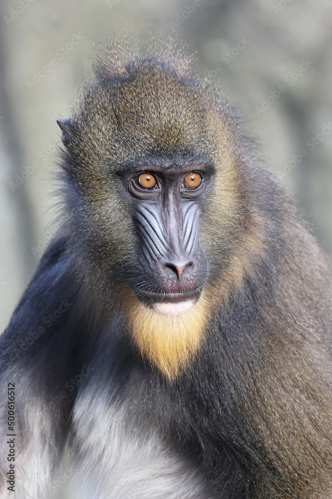 Close up view of mandrill (Mandrillus sphinx) Close up view of mandrill (Mandrillus sphinx)