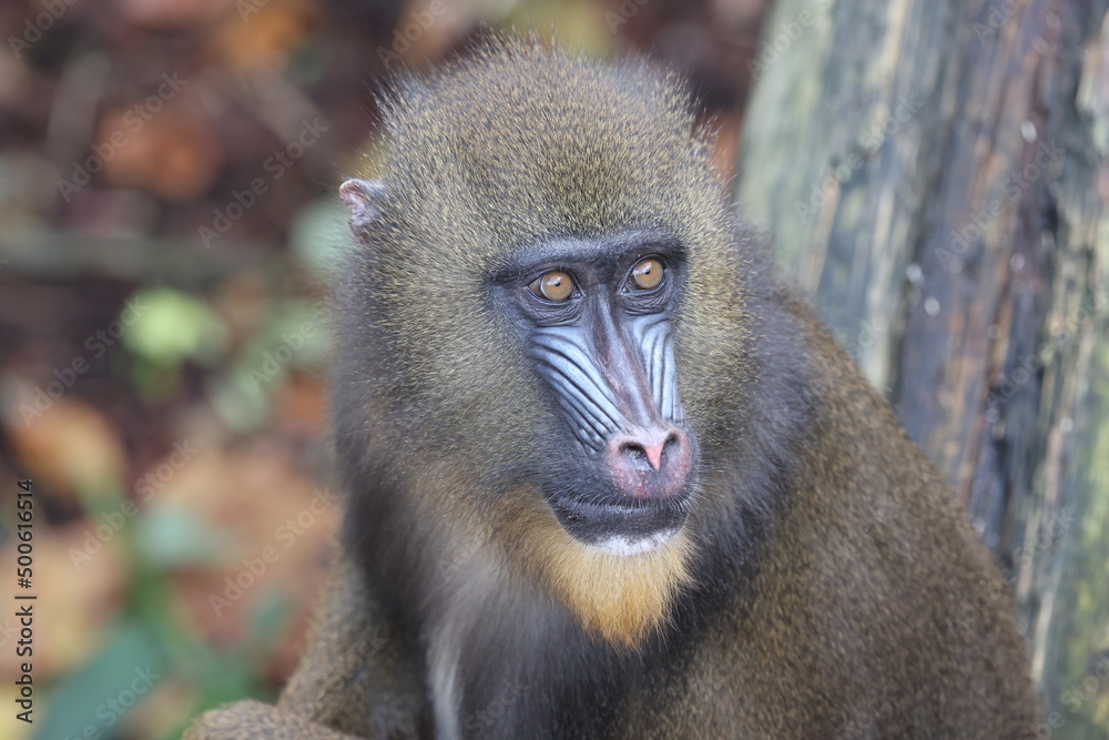 Close up view of mandrill (Mandrillus sphinx)