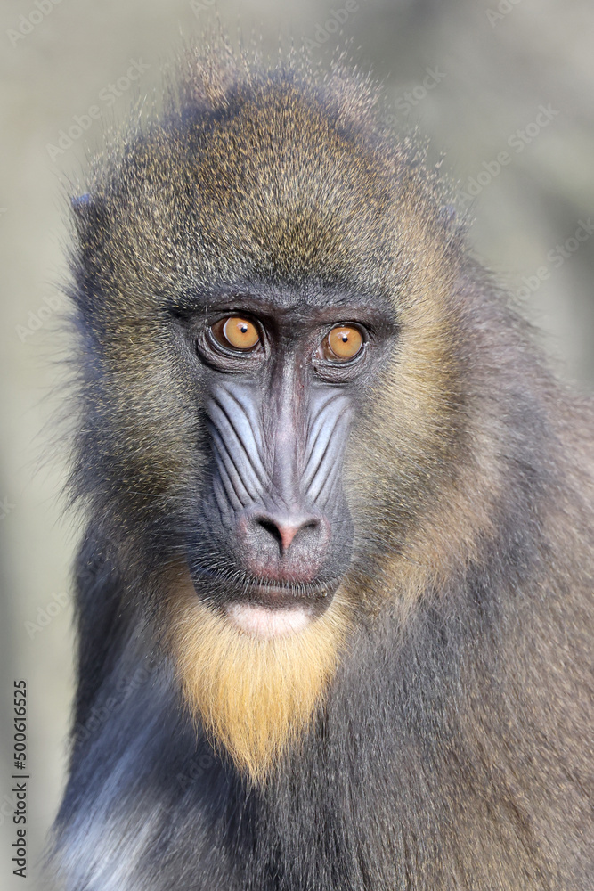 Obraz premium Close up view of mandrill (Mandrillus sphinx)