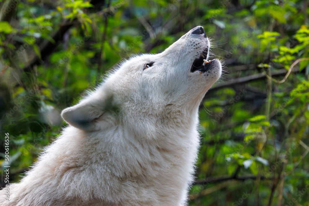portrait of a howling white wolf (Canis lupus hudsonicus)