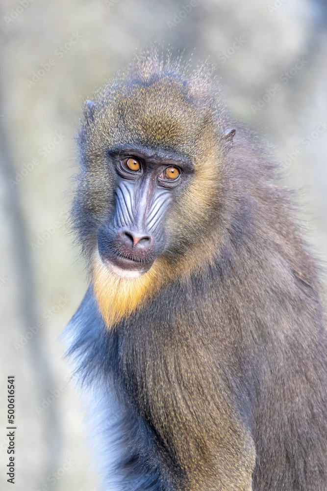 Close up view of mandrill (Mandrillus sphinx) Close up view of mandrill (Mandrillus sphinx)