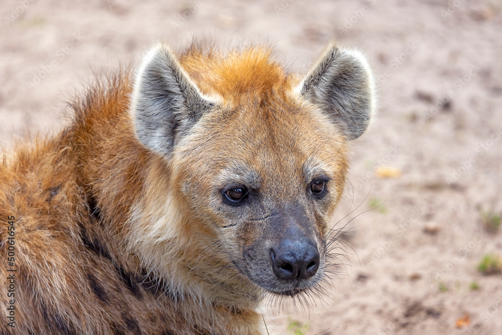 The spotted or laughing hyena (Crocuta crocuta) in the wild The spotted or laughing hyena (Crocuta crocuta) in the wild