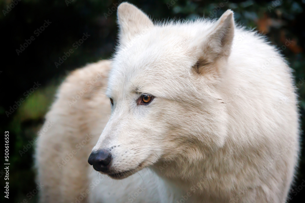 white wolf (Canis lupus hudsonicus) in the forest white wolf (Canis lupus hudsonicus) in the forest