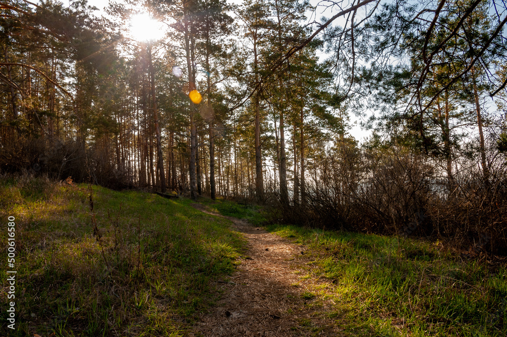 Morning forest in Samrskaya Luka National Park! Morning forest in Samrskaya Luka National Park!