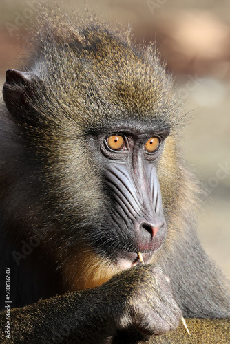 Close up view of mandrill (Mandrillus sphinx) © Edwin Butter