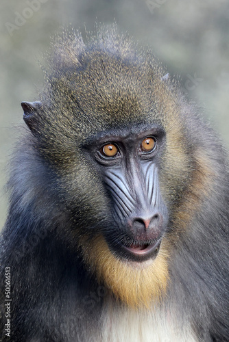 Close up view of mandrill (Mandrillus sphinx) © Edwin Butter