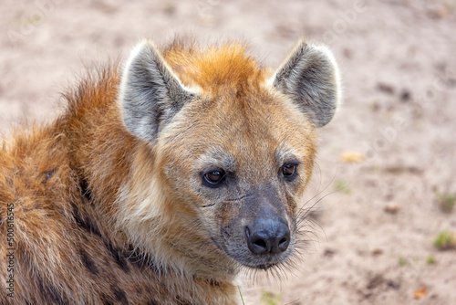 The spotted or laughing hyena (Crocuta crocuta) in the wild