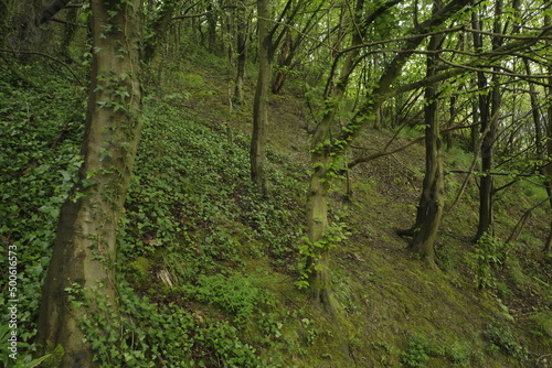 Vegetation in an urban park