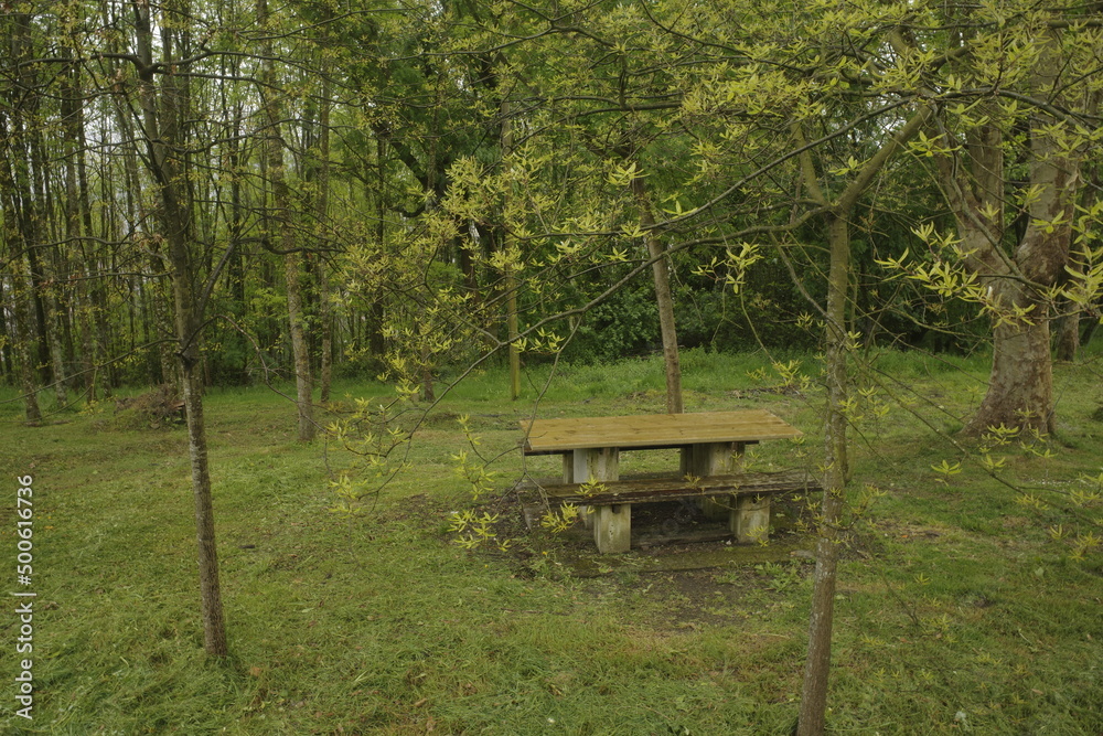 wooden bench in the park wooden bench in the park