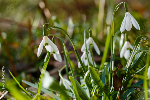 Snowdrop , or Galanthus is a genus of perennial herbs of the Amaryllidaceae family