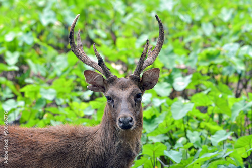 Portrait of a male sambar deer photo