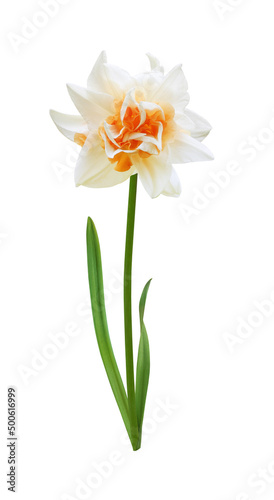 Narcissus Tahiti flower on stem with leaves isolated on white background 