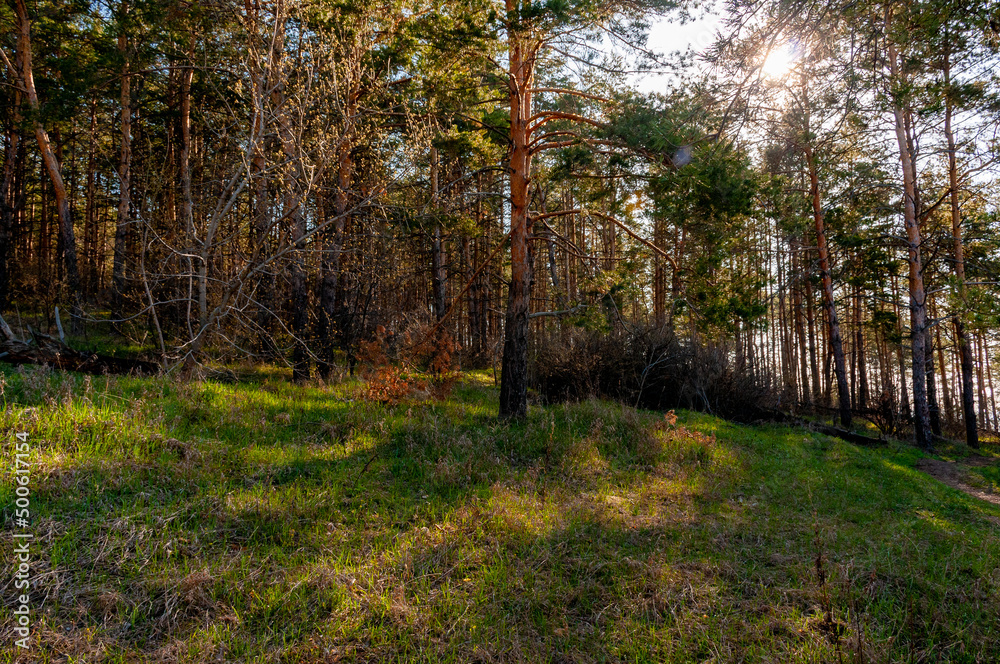Obraz premium Morning forest in Samrskaya Luka National Park!