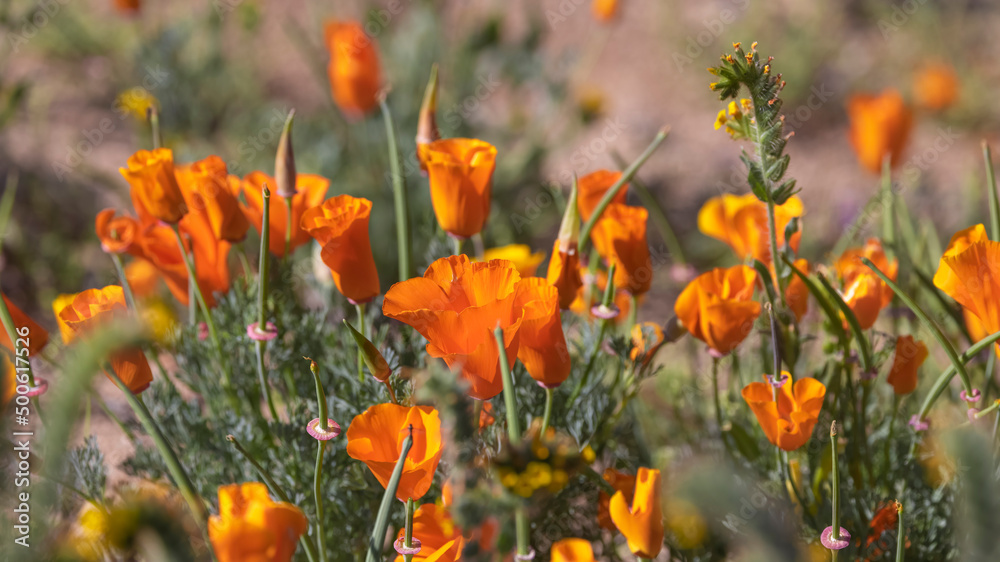 Poppy flower bloom at Antelope Valley in California , Selective focus