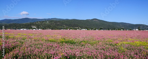 Panoramic view of fields in Montana countryside with pink flowers . photo