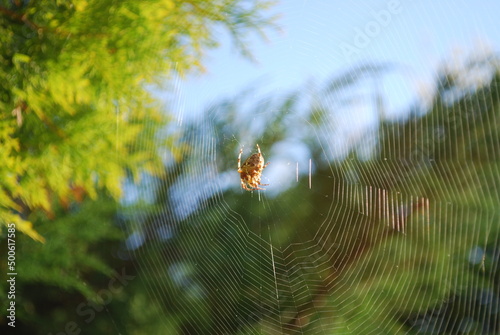 spider on cobweb, background, wallpaper
