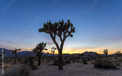 Tall Joshua tree in Joshua tree national park shot during just after sunset.