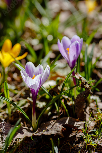 Fototapeta Naklejka Na Ścianę i Meble -  Beautiful flowers of crocuses. Crocuses is springtime early-flowering bulbs in spring garden