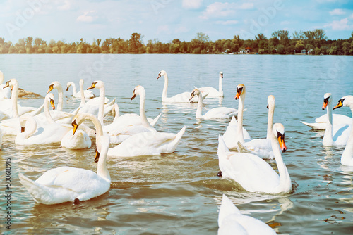 Group of white swans in Danube river in Zemun, Belgrade photo