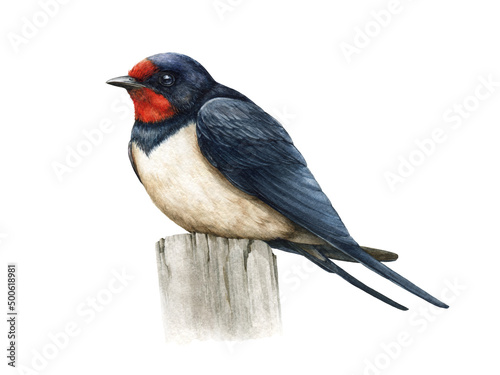 Swallow bird watercolor illustration. Hand drawn barn swallow on a stump. Small common bird realistic image. Wildlife avian on white background