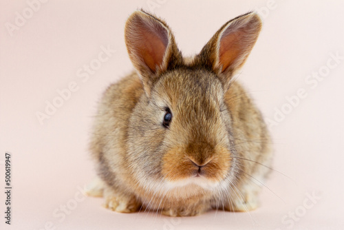 Easter cute brown fluffy rabbit close-up on a pastel pink background. Concept for spring holiday of Easter. Domestic hare with mustache . Easter holiday concept. Festive rabbit for spring holidays