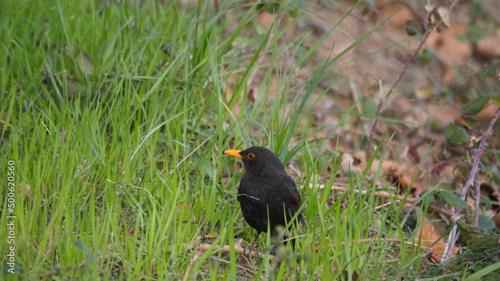Obraz premium ave de pico y ojos amarillos y plumaje negro