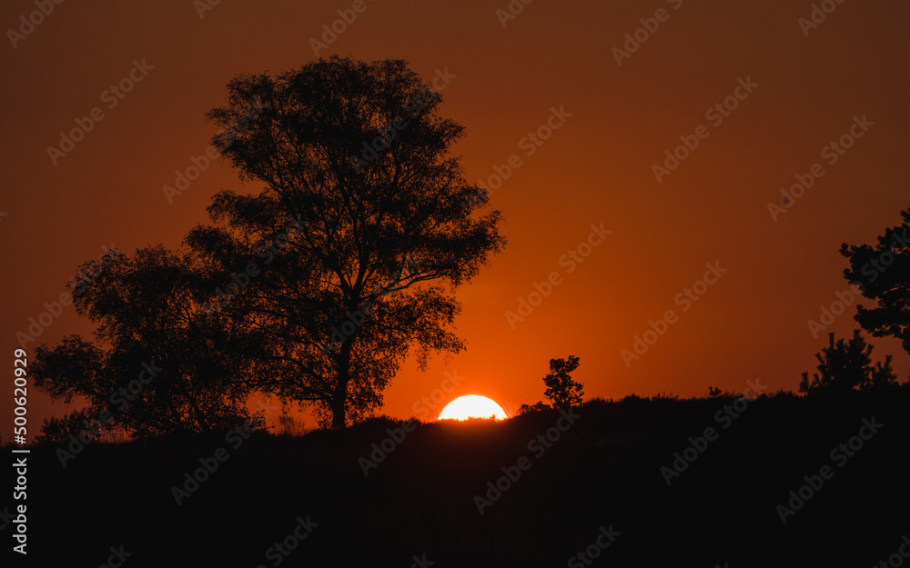 Firelike sunset behind a tree