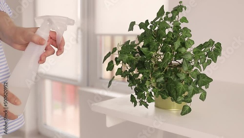 Close up woman taking care of home plant. Woman spraying plant with water from spray bottle in sunny day. Home garden. High quality FullHD footage
