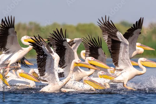 Obraz Polujące na ryby pelikany różowe łac. Pelecanus onocrotalus. Fotografia z Delta Dunaju Rumunia.