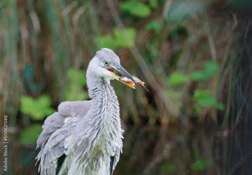Grey heron (Ardea cinerea) with small fish, the Netherlands Grey heron (Ardea cinerea) with small fish, the Netherlands