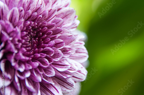 Close up of dahlia flower with blurred nature background. Copy space concept