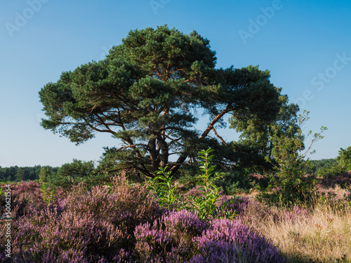 Heathland with trees early on a sunny day