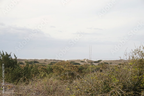 Acres of Dunes and Grasses with Small Pedestrian Bridge , Path and Sky