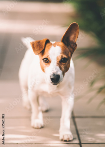 Cute jack russell terrier puppy