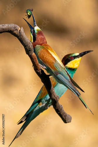 Carta da parati Two colorful European bee-eater s- Merops apiaster - on perch one with insect in beak