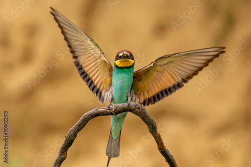 Colorful European bee-eater - Merops apiaster - landing on perch with spread wings . The picture from Vetren in Dobrich, Bulgaria.