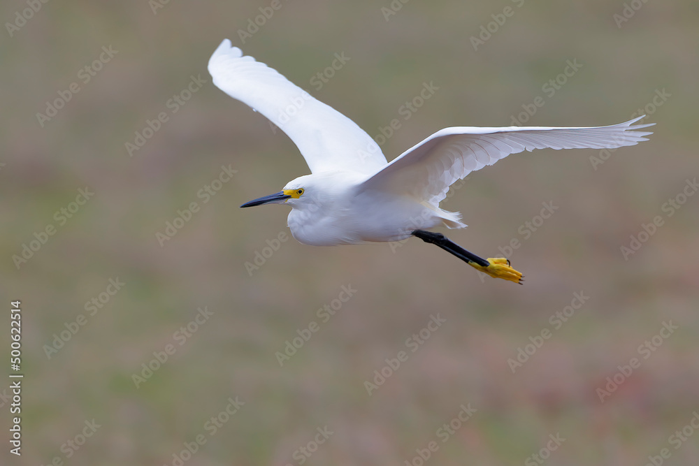 Snowy Egret (Egretta thula) flying at Merritt Island NWR, Florida Snowy Egret (Egretta thula) flying at Merritt Island NWR, Florida