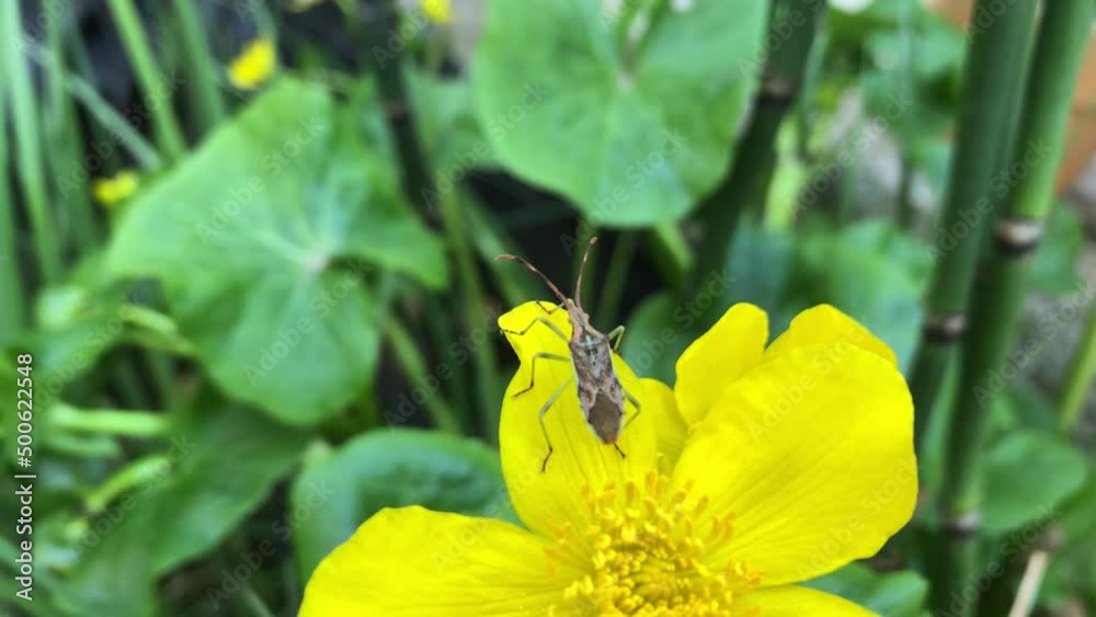 Eine Wacholder-Randwanze (Gonocerus juniperi) auf einer Blüte der Sumpfdotterblume. Eine Wacholder-Randwanze (Gonocerus juniperi) auf einer Blüte der Sumpfdotterblume.