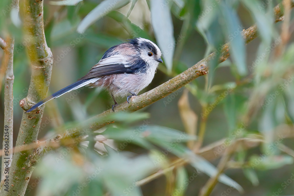 Obraz premium Long-tailed Tit (Aegithalos caudatus) perched on branch, the Netherlands