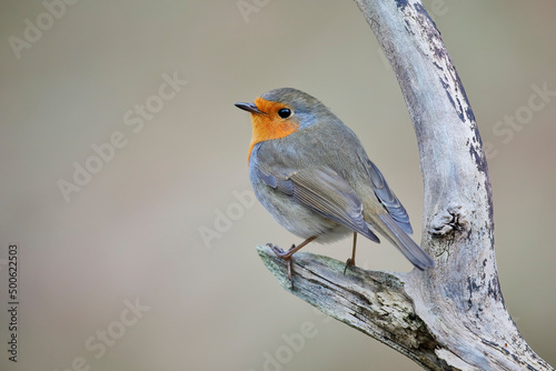 Fototapeta European Robin (Erithacus rubecula) perched on branch, the Netherlands