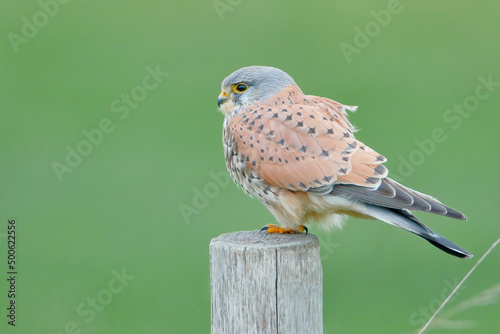 Bild auf Leinwand Common Kestrel (Falco tinnunculus) on fence post, the Netherlands