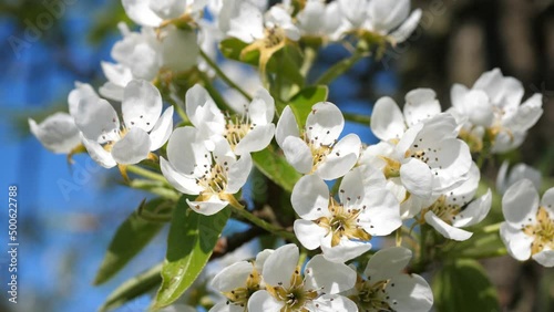 Nahaufnahme von Kirschblüten an einem sonnigen, windigen Tag, weiße Blüten, blauer Himmel.