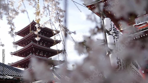 Sensoji Temple in Tokyo, Japan. Asakusa Kannon Temple, Cherry Tree Blossom. Full bloom sakura. High quality footage