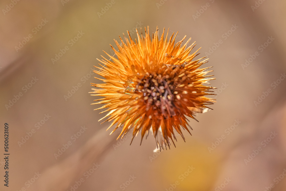 close up of a dandelion