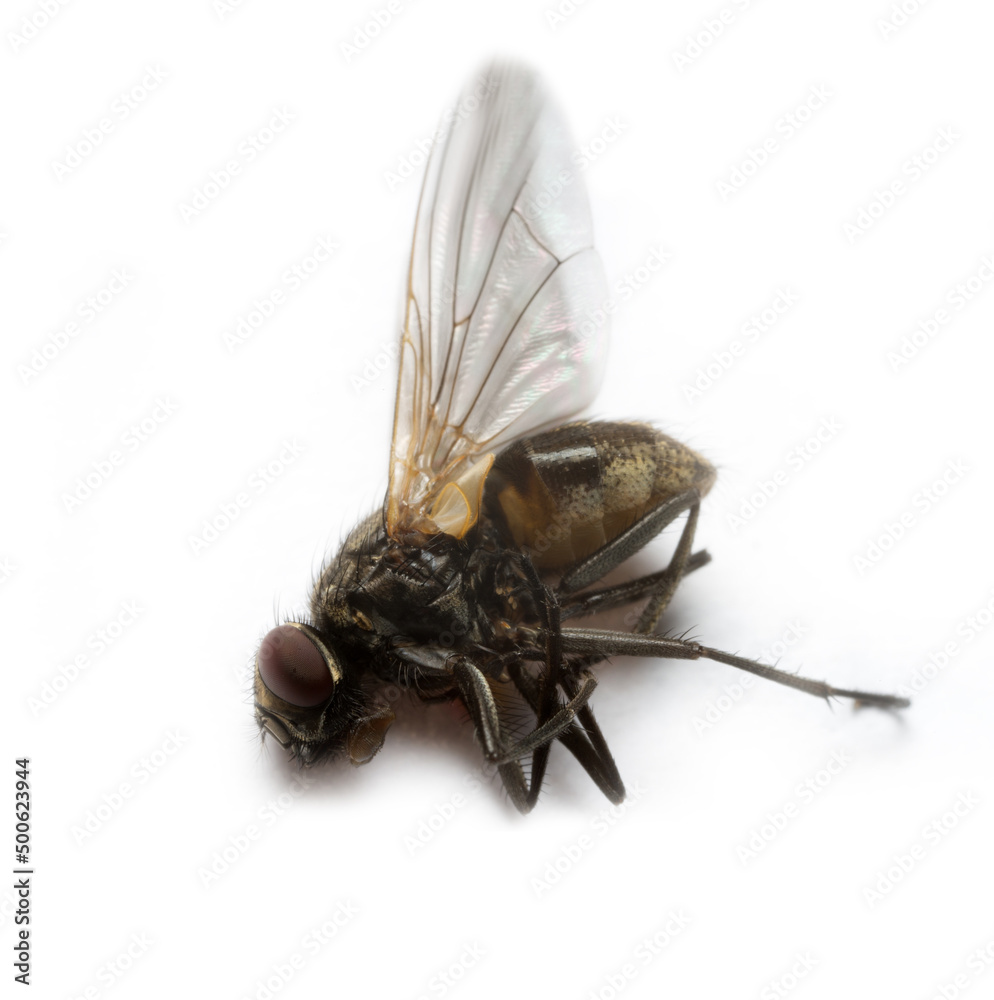 Fly flap. Kill the fly. Dead fly. Destruction of flies as carriers of bacterial infection