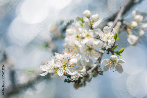  hawthorn or may tree flowers photo