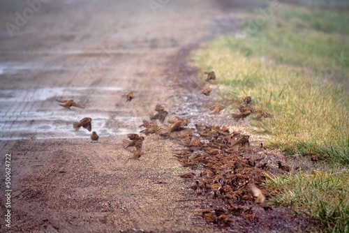 Sparrows feed in a very dense flock on the side of a country road. Grain is spilled during transportation in a truck. Look how beautifully they flutter, fly further and further photo