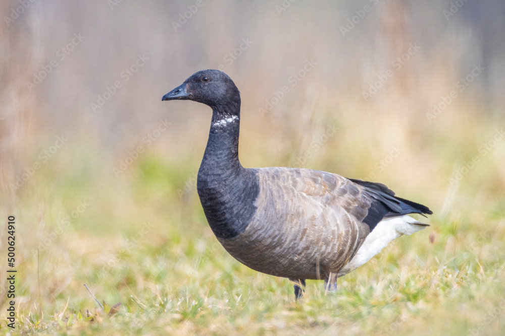 Brant or brent goose, Branta bernicla, foraging in a meadow Brant or brent goose, Branta bernicla, foraging in a meadow