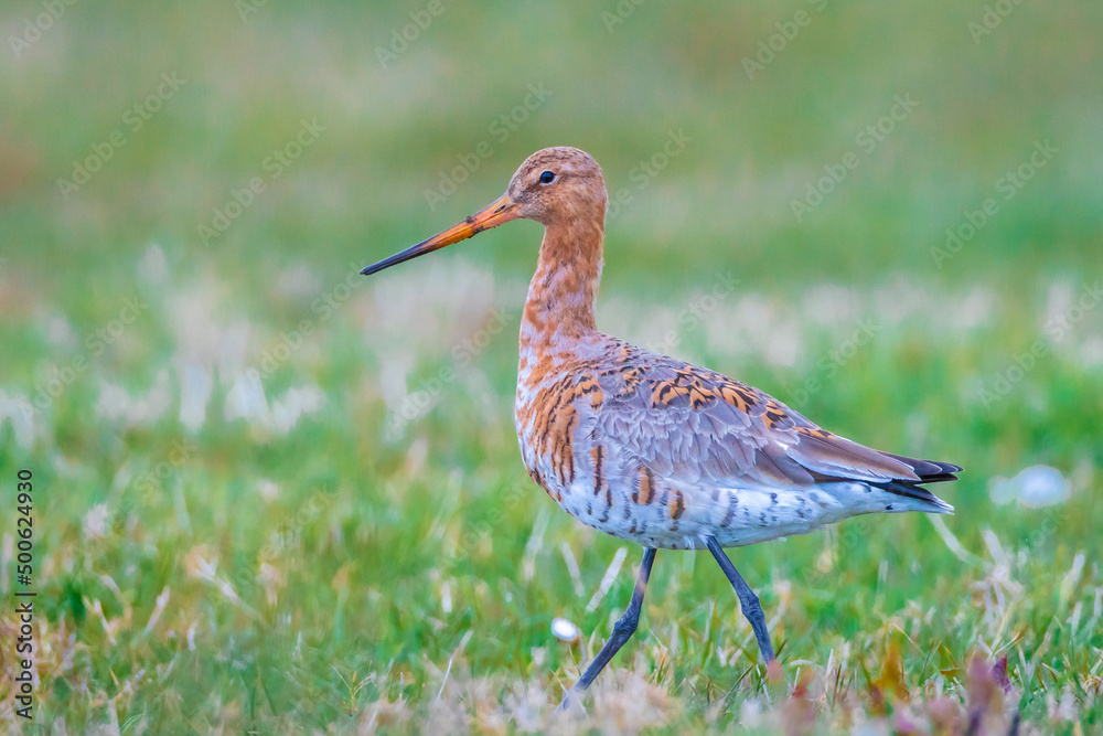 Obraz premium Black-tailed godwit Limosa Limosa foraging in a green meadow